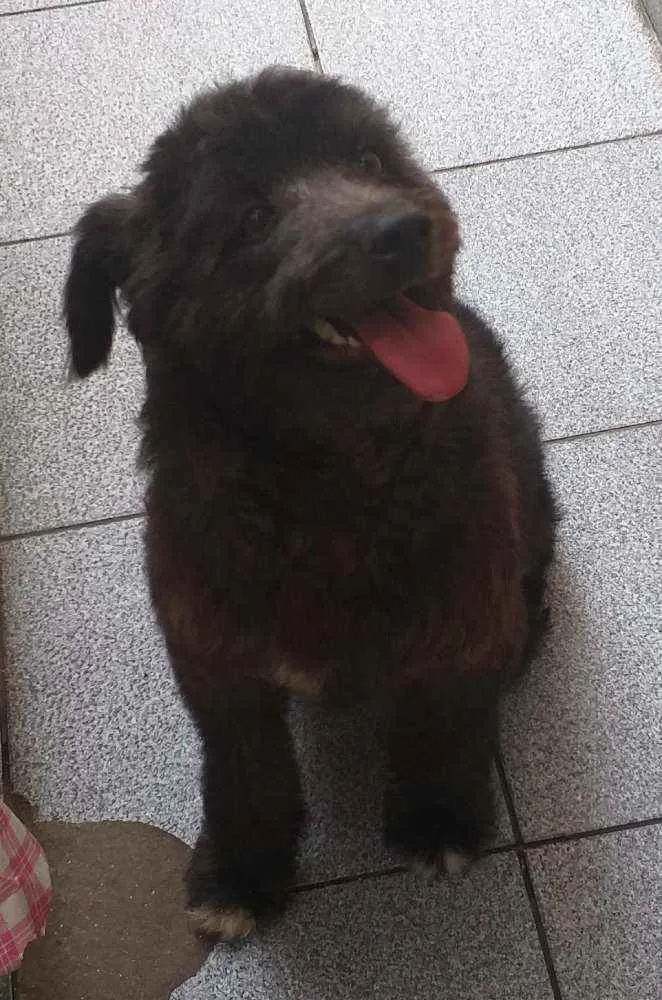 Cachorro raça Srd idade 1 ano nome Paçoca