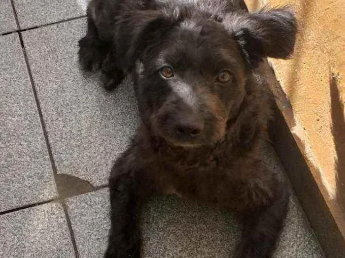 Cachorro raça Srd idade 1 ano nome Paçoca