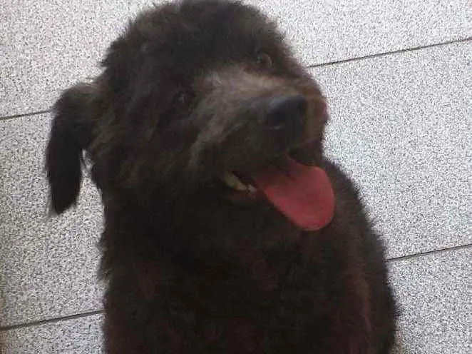 Cachorro raça Srd idade 1 ano nome Paçoca