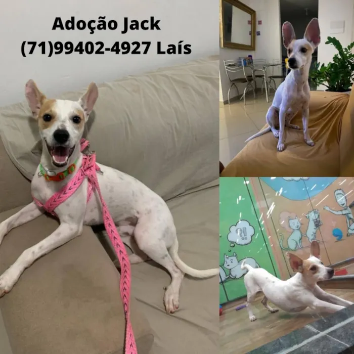 Cachorro raça SRD-ViraLata idade 2 anos nome Jack