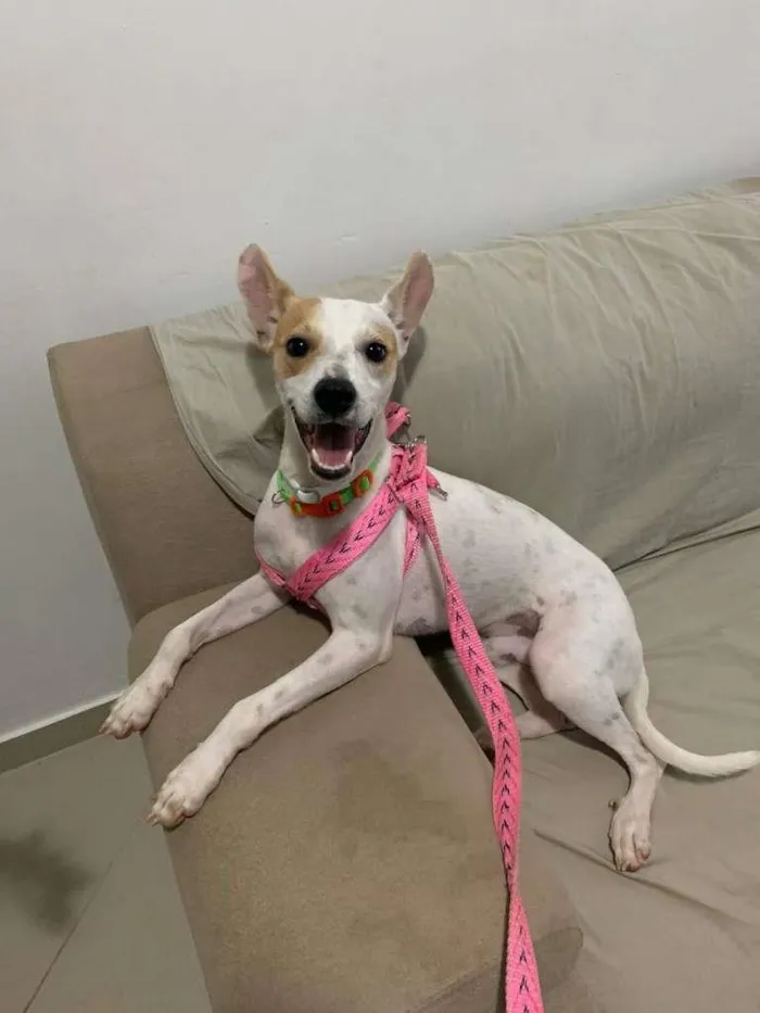 Cachorro raça SRD-ViraLata idade 2 anos nome Jack