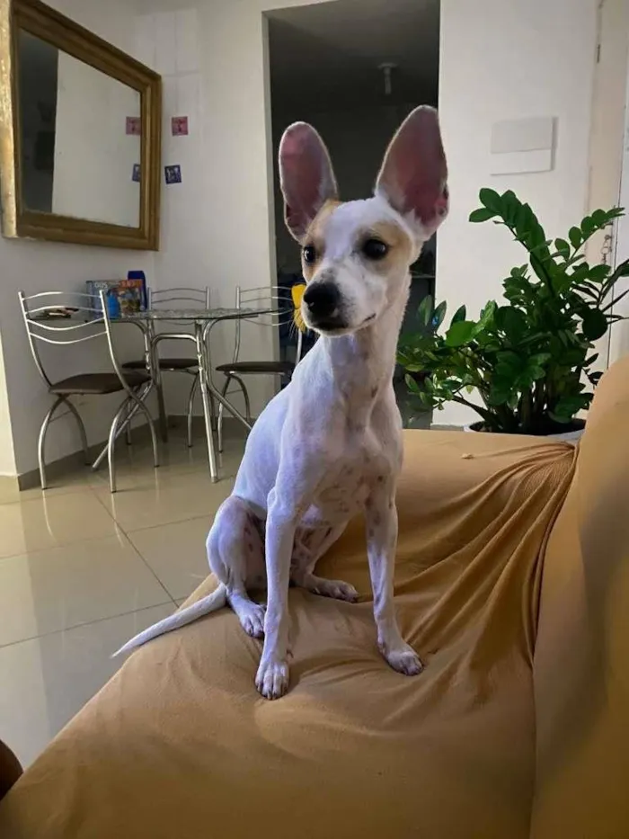 Cachorro raça SRD-ViraLata idade 2 anos nome Jack