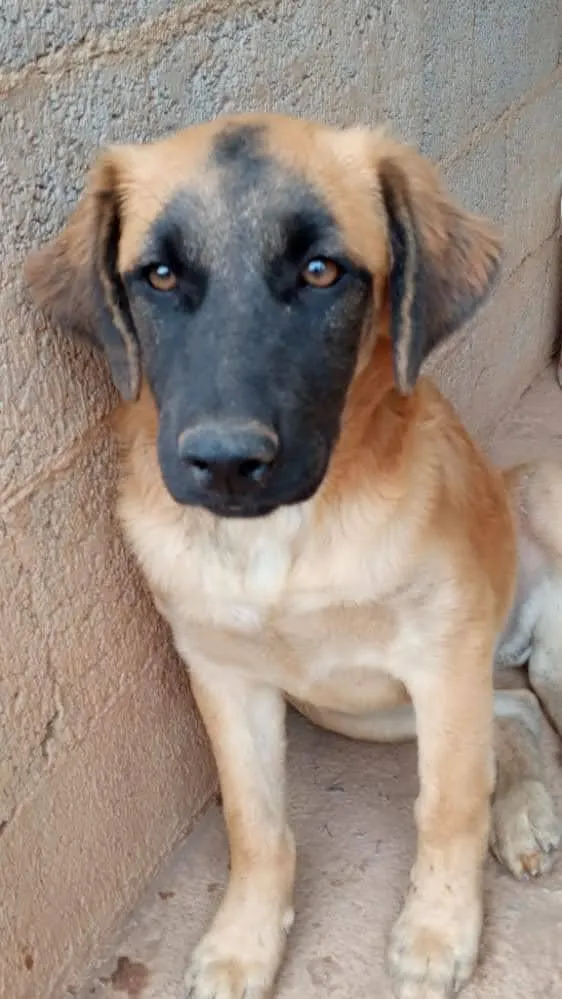 Cachorro raça SRD idade 2 a 6 meses nome CASTANHA