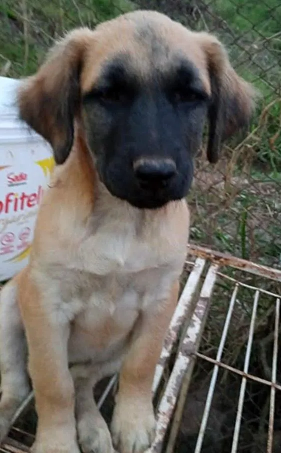 Cachorro raça SRD idade 2 a 6 meses nome CASTANHA