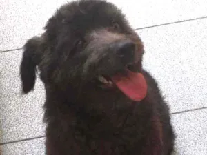 Cachorro raça Srd idade 1 ano nome Paçoca