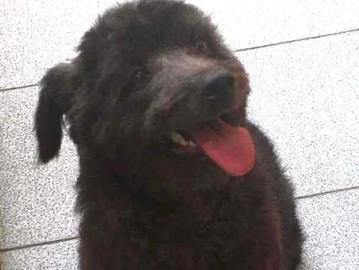 Cachorro raça Srd idade 1 ano nome Paçoca