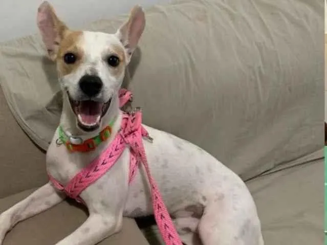 Cachorro raça SRD-ViraLata idade 2 anos nome Jack