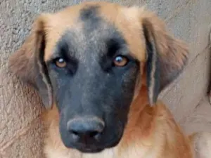 Cachorro raça SRD idade 2 a 6 meses nome CASTANHA