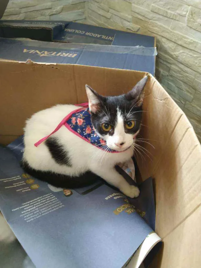 Gato raça Srd idade 2 a 6 meses nome Melissa