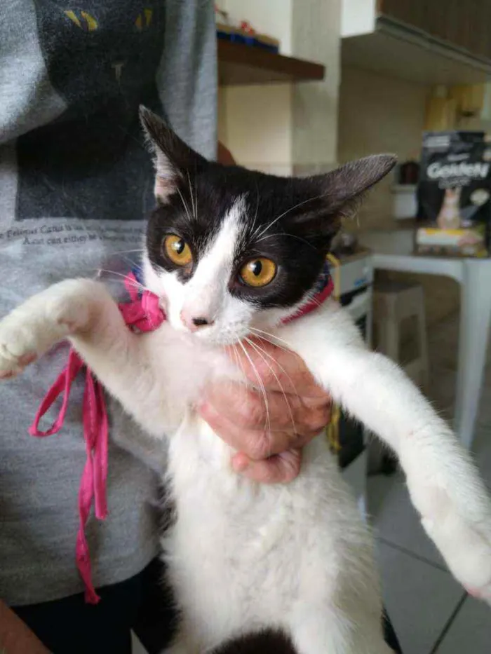 Gato raça Srd idade 2 a 6 meses nome Melissa