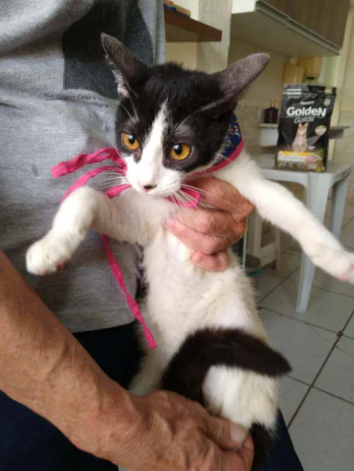 Gato raça Srd idade 2 a 6 meses nome Melissa