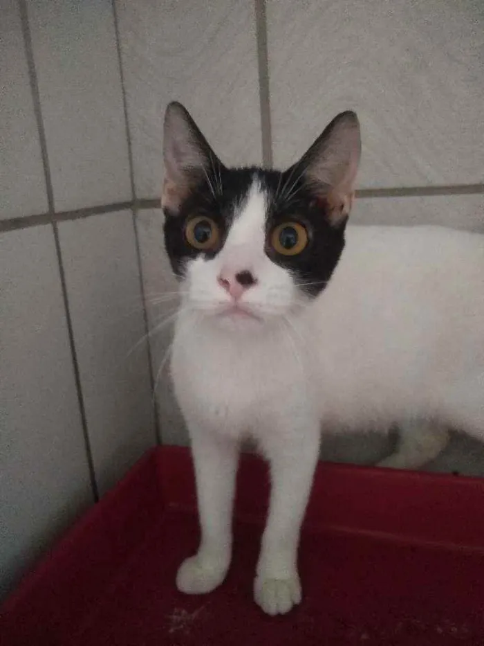 Gato raça Srd idade 2 a 6 meses nome Melissa