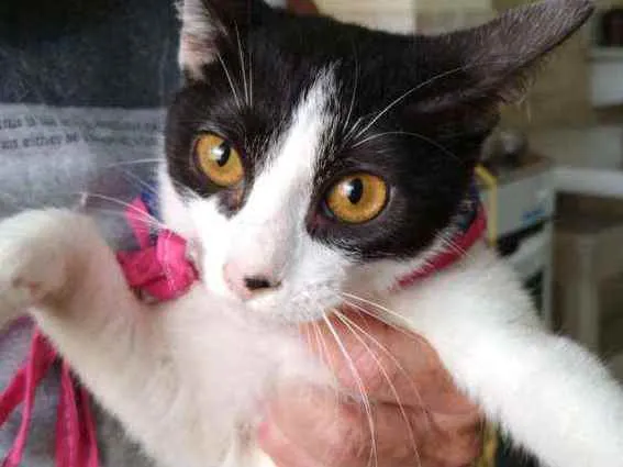 Gato raça Srd idade 2 a 6 meses nome Melissa