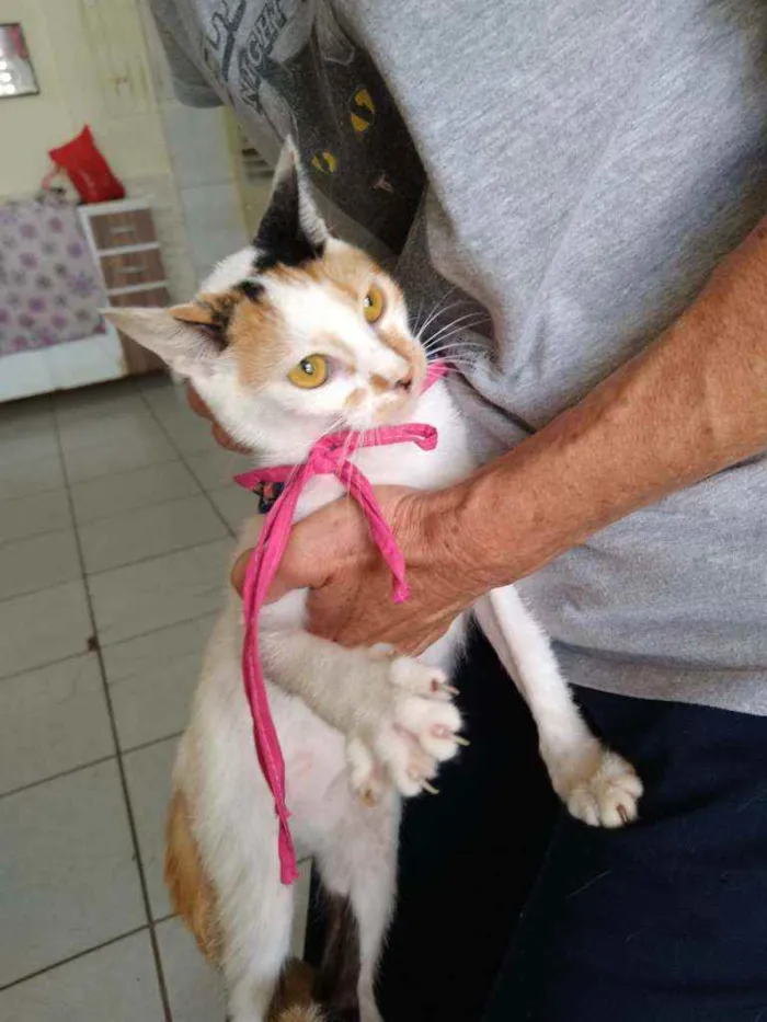 Cachorro raça Srd idade 2 a 6 meses nome Candy