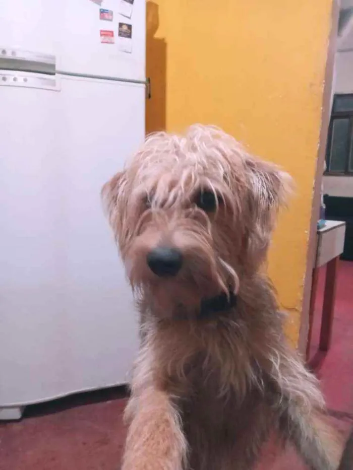 Cachorro raça  idade 1 ano nome Sheldon