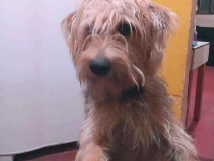 Cachorro raça  idade 1 ano nome Sheldon
