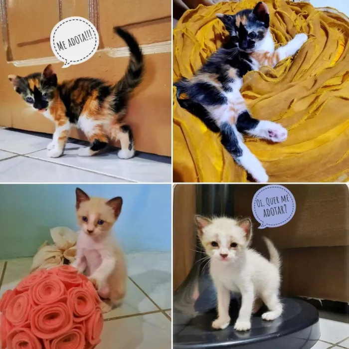 Gato ra a srd idade Abaixo de 2 meses nome sem nome