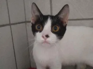 Gato raça Srd idade 2 a 6 meses nome Melissa