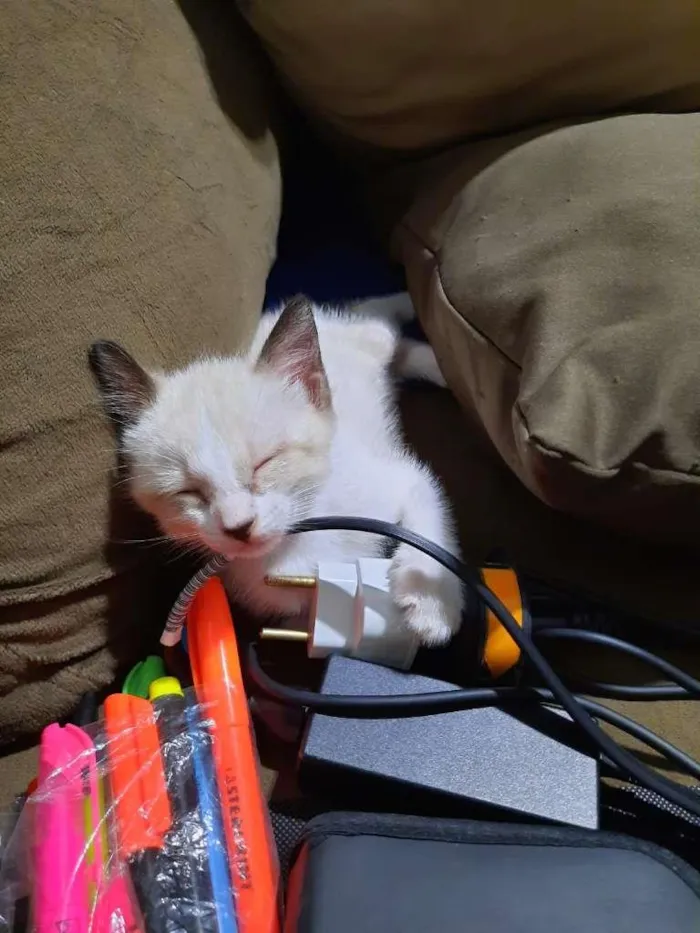 Gato ra a srd idade Abaixo de 2 meses nome sem nome