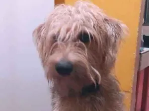 Cachorro raça  idade 1 ano nome Sheldon