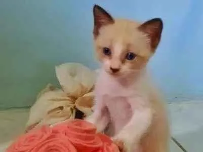 Gato ra a srd idade Abaixo de 2 meses nome sem nome