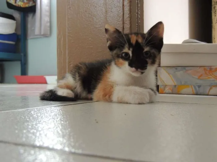 Gato ra a srd idade Abaixo de 2 meses nome sem nome