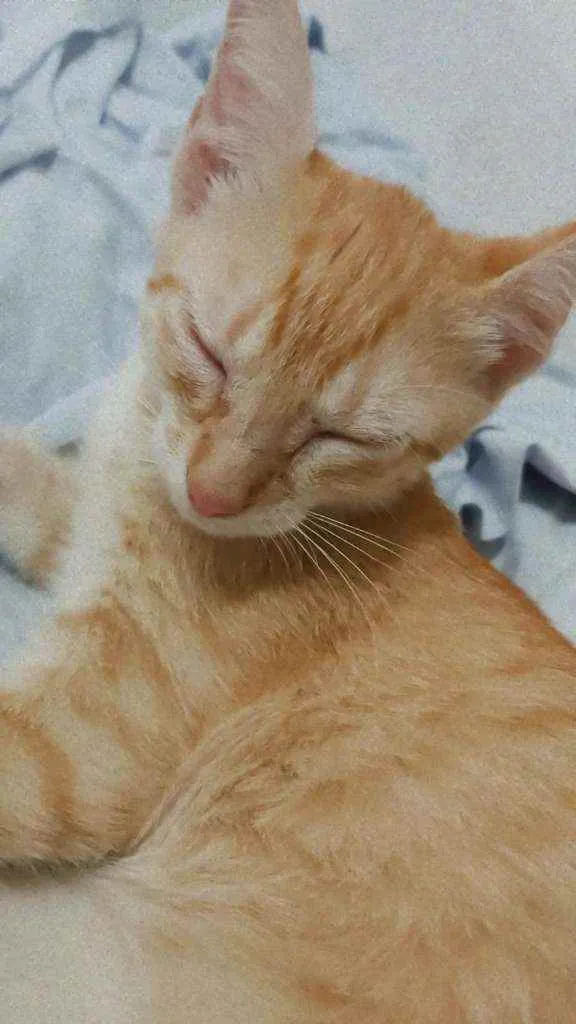 Gato raça ?? idade 2 a 6 meses nome Marie