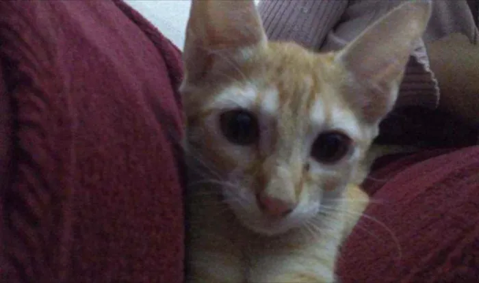 Gato raça ?? idade 2 a 6 meses nome Marie