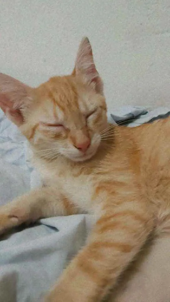 Gato raça ?? idade 2 a 6 meses nome Marie