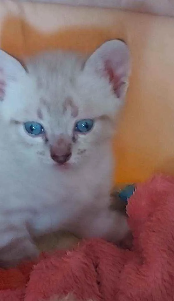 Gato ra a Siamêses idade 2 a 6 meses nome Sem nomes