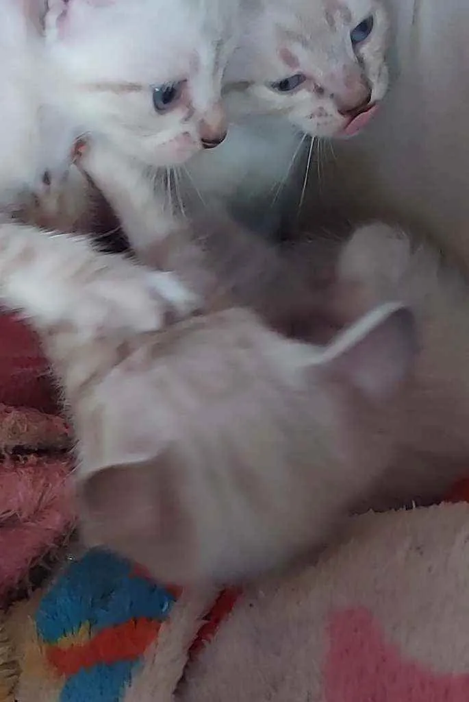 Gato ra a Siamêses idade 2 a 6 meses nome Sem nomes