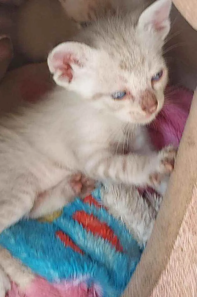 Gato ra a Siamêses idade 2 a 6 meses nome Sem nomes