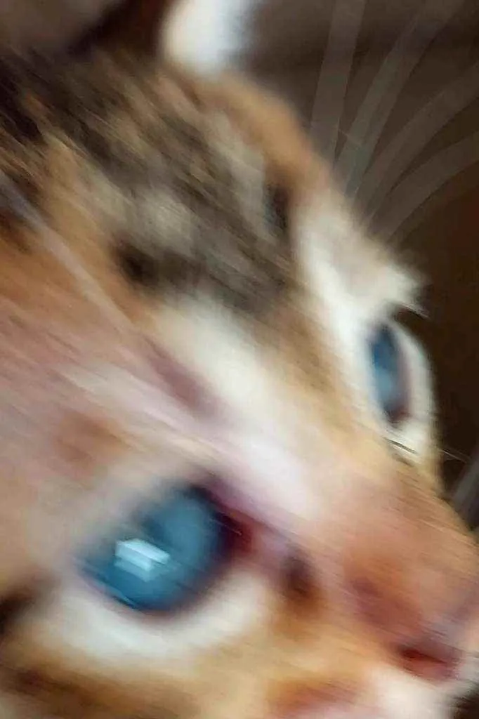 Gato ra a Siamêses idade 2 a 6 meses nome Sem nomes