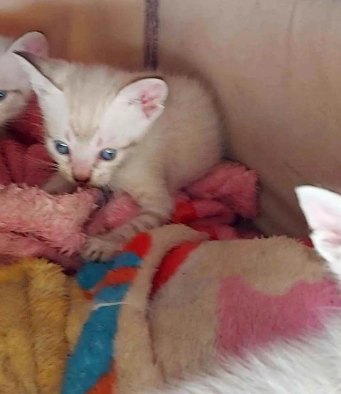 Gato ra a Siamêses idade 2 a 6 meses nome Sem nomes