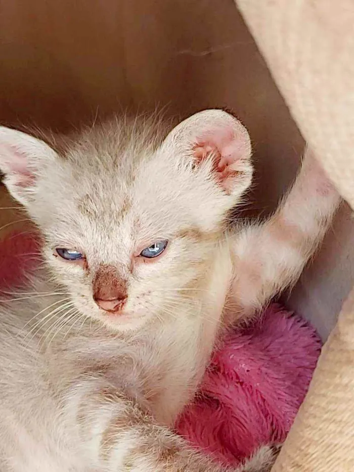Gato ra a Siamêses idade 2 a 6 meses nome Sem nomes