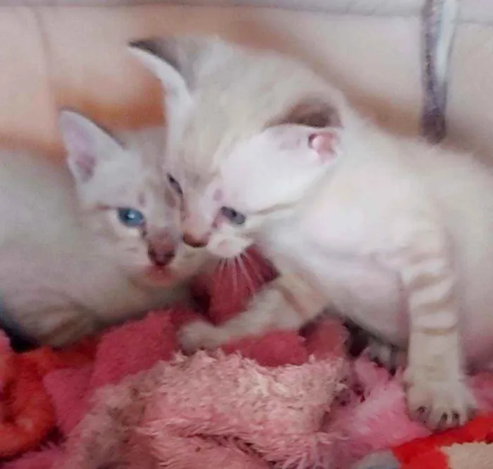 Gato ra a Siamêses idade 2 a 6 meses nome Sem nomes