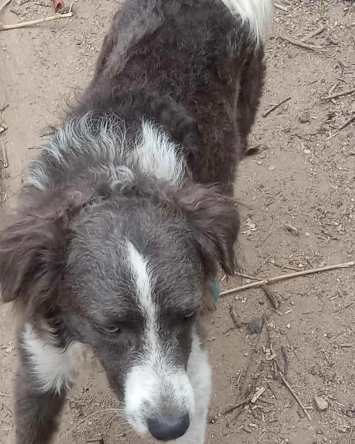 Cachorro ra a SRD idade 1 ano nome Thor