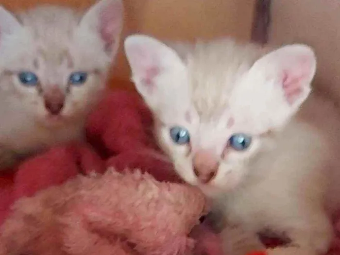 Gato ra a Siamêses idade 2 a 6 meses nome Sem nomes
