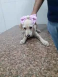 Catarina