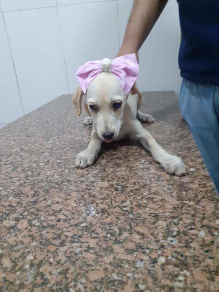 Cachorro ra a SRD idade 2 a 6 meses nome Catarina