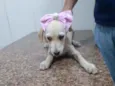 Catarina