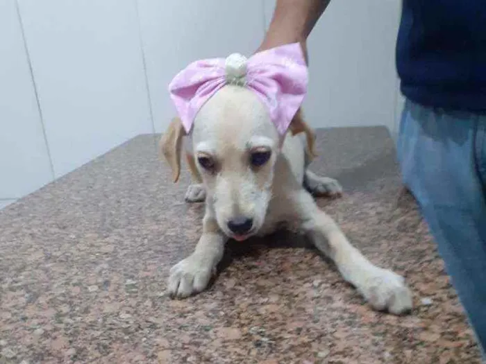 Cachorro ra a SRD idade 2 a 6 meses nome Catarina