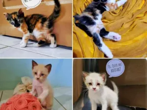 Gato raça srd idade Abaixo de 2 meses nome sem nome