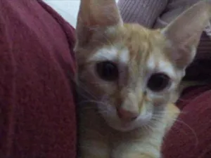 Gato raça ?? idade 2 a 6 meses nome Marie