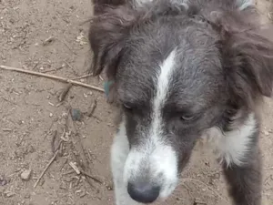 Cachorro raça SRD idade 1 ano nome Thor