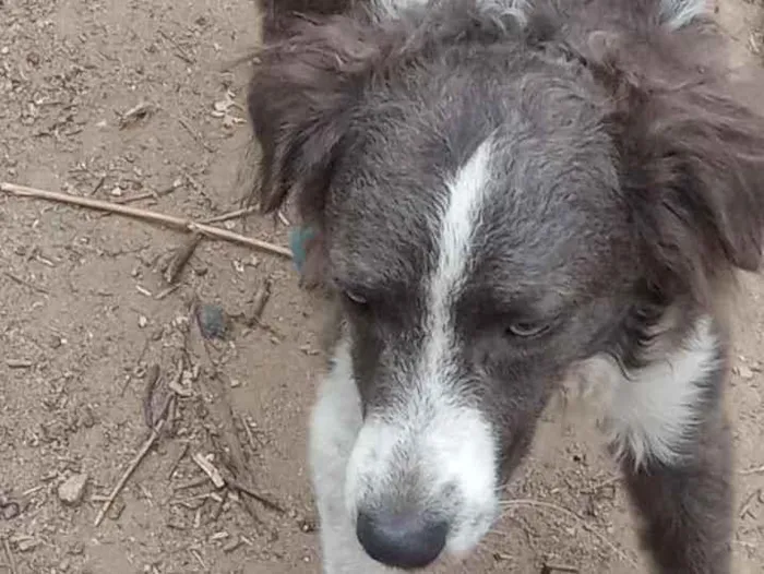 Cachorro ra a SRD idade 1 ano nome Thor