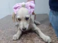 Catarina