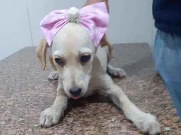 Cachorro ra a SRD idade 2 a 6 meses nome Catarina