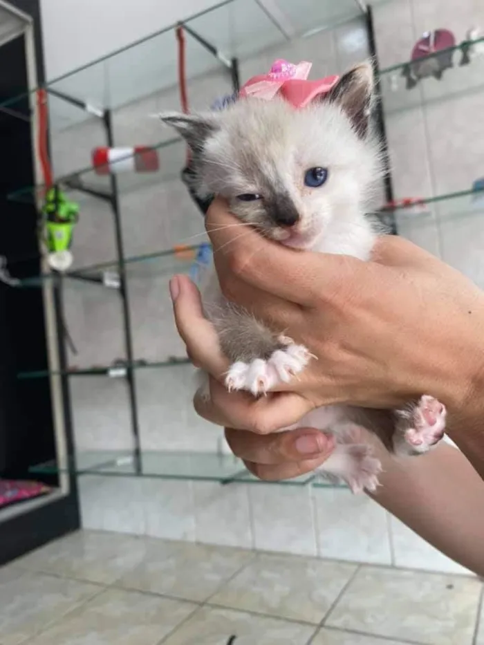 Gato ra a sem raça definida idade Abaixo de 2 meses nome Sem nome