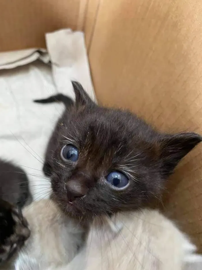 Gato ra a sem raça definida idade Abaixo de 2 meses nome Sem nome